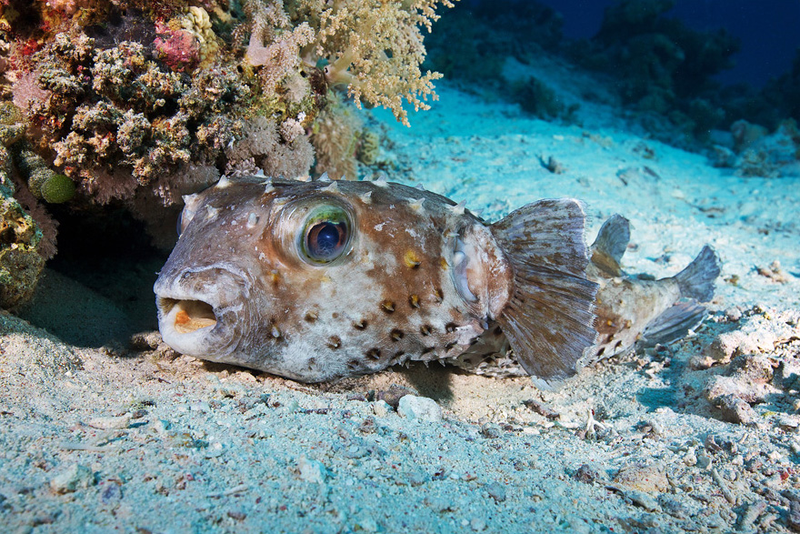 Illustration for article titled Perhaps the Most Beautiful Undersea Photography We've Ever Seen